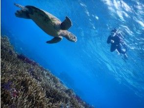 プランの魅力 海龜在壯麗的珊瑚中游泳 の画像