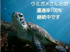 プランの魅力 Sea turtle encounter rate 100% の画像