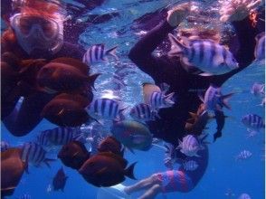 プランの魅力 魚襲われてるみたい の画像