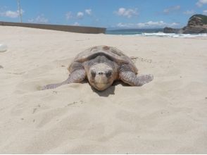 プランの魅力 Encounter with the turtle that had landed before の画像