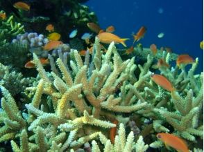 プランの魅力 ทะเลระดับสูงของความโปร่งใส Tanegashima の画像