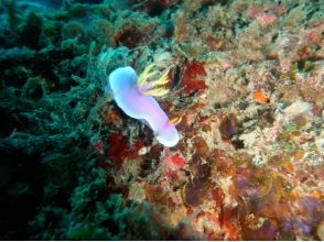 プランの魅力 華やかなウミウシ の画像