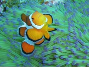 プランの魅力 A sea anemone is a friend of a tropical fish の画像