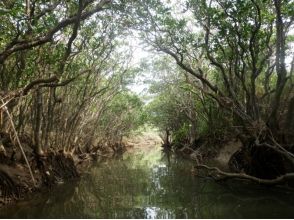 プランの魅力 Beyond the mangrove tunnel! の画像