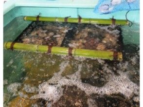 プランの魅力 请从水族馆中选择您最喜欢的Akoya珍珠牡蛎。命运在这里决定。 の画像