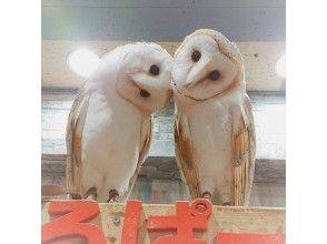 プランの魅力 More than 26 large and small owls and hedgehogs, reptile iguanas, auspicious white snakes, and an animal contact experience at the west exit of Ikebukuro Station in Tokyo の画像