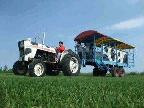 プランの魅力 1-4. "Milk squeezing experience and tractor tour course" (about 40 minutes) の画像