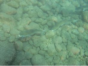 プランの魅力 海の生き物に出会おう！ の画像