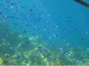 プランの魅力 Neon damselfish popular with divers の画像