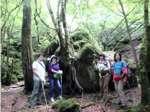 プランの魅力 The mossy forest is mysterious の画像