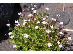 プランの魅力 深山紅花 の画像