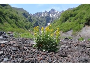 プランの魅力 ヤマガラシ の画像