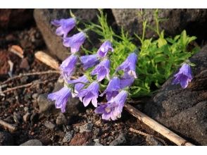 プランの魅力 lasiocarpa Campanula の画像