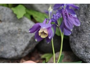 プランの魅力 耬鬥菜膽草 の画像