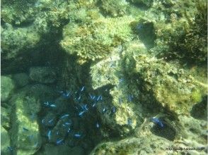 プランの魅力 カラフルな魚を見る事ができます。 の画像