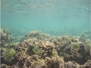 プランの魅力 คุณสามารถเห็นปลาต่าง ๆ の画像