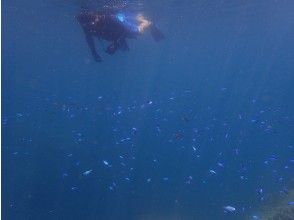 プランの魅力 ソラスズメダイです の画像