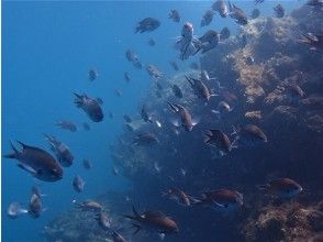 プランの魅力 浮いてるだけで見れる日もああります の画像