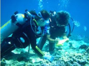 プランの魅力 ■ Underwater tour 1 の画像