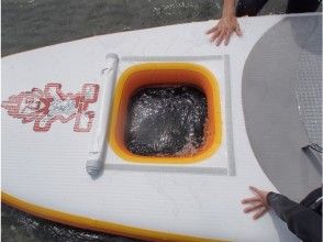 プランの魅力 海の中の魚が見れる! の画像