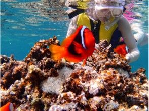 プランの魅力 たくさんのクマノミ・熱帯魚たちに出会えます の画像