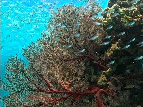 プランの魅力 そこはまるで、龍宮城 の画像