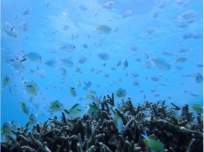 プランの魅力 海裡有很多魚♪ の画像