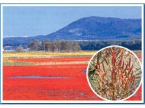 プランの魅力 Coral grass that turns bright red from September to October の画像