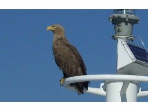 プランの魅力 You may also be able to see the white-tailed eagle, a natural monument の画像