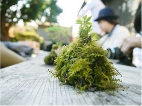 プランの魅力 大人気のこけ玉作り！そのままお家のインテリアに♪ の画像