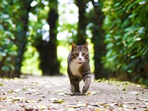 プランの魅力 ブラ歩きでしか出会えない風景があります。 の画像