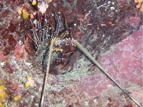 プランの魅力 大物が獲れるかも！？ の画像