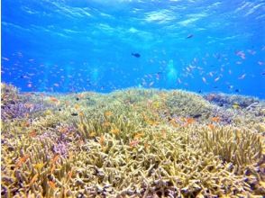 プランの魅力 One-sided coral reef の画像
