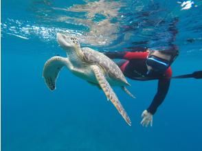 プランの魅力 Sea turtle の画像