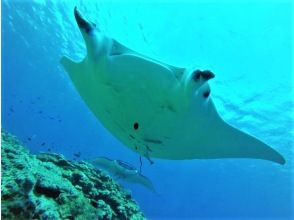 プランの魅力 Powerful manta ray! の画像