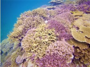 プランの魅力 サンゴサンゴだらけ の画像