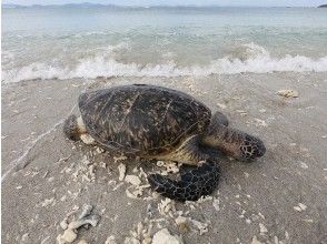 プランの魅力 Is there a sea turtle? の画像