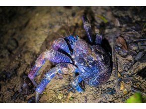 プランの魅力 尋找亞熱帶獨有的生物！ の画像