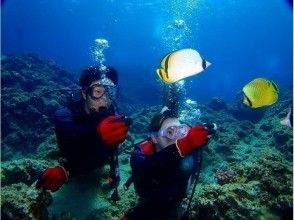 プランの魅力 熱帯魚餌付けも無料で体験できます。 の画像