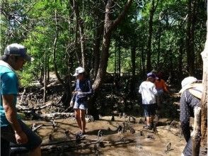 プランの魅力 Mangrove jungle exploration の画像