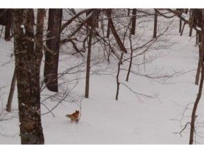 プランの魅力 あ！キツネだ！ の画像