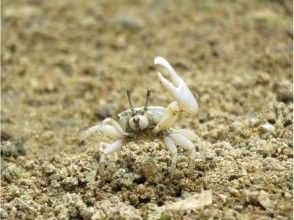 プランの魅力 Fiddler crab の画像