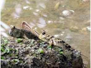 プランの魅力 Barred mudskipper の画像