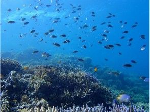 プランの魅力 The coral is beautiful! の画像