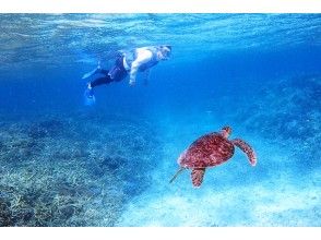 プランの魅力 カメにも会える♪ の画像