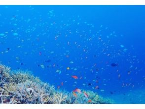 プランの魅力 カラフル♪ の画像