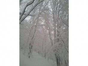 プランの魅力 In the rich forest の画像