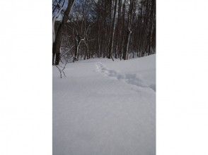 プランの魅力 Wildlife footprints の画像