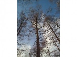 プランの魅力 背の高い木も… の画像