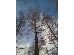 プランの魅力 Tall trees ... の画像